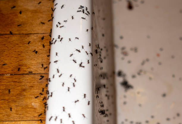 Best Pest Prevention Services  in Tekamah, NE