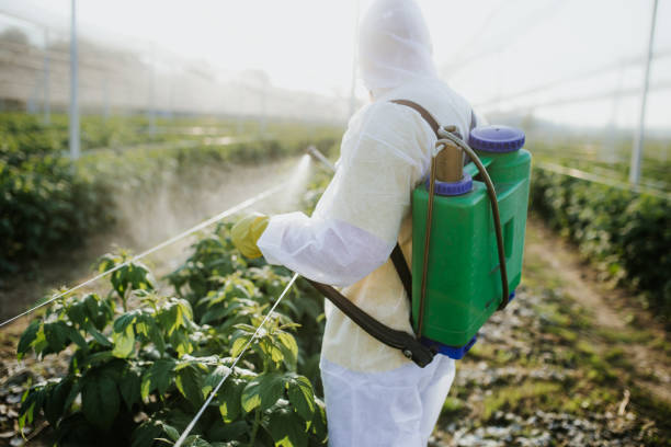 Best Termite Control Services  in Tekamah, NE